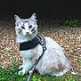 cat, blue_eyes, fluffy, sitting, harness, leash, grass, pebbles, outdoor, curious, white_fur, gray_fur, pet, animal, nature, closeup, alert, small_flower, greenery, young_cat