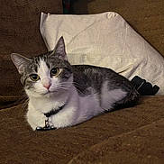 Sally is registered to the contest to win money with this photo: animal, brown, cat, collar, comfort, couch, cozy, curious, cute, domestic, feline, fur, gray, home, indoor, pet, pillow, relaxed, resting, white