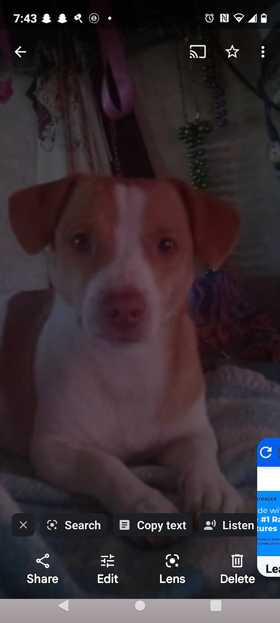 Rip Russell is registered to the contest to win money with this photo: canidae, carnivore, companion_dog, dog, dog_breed, ear, fawn, logo, non_sporting_group, photo_caption, sporting_group, terrestrial_animal, toy_dog, whiskers, wood, working_animal