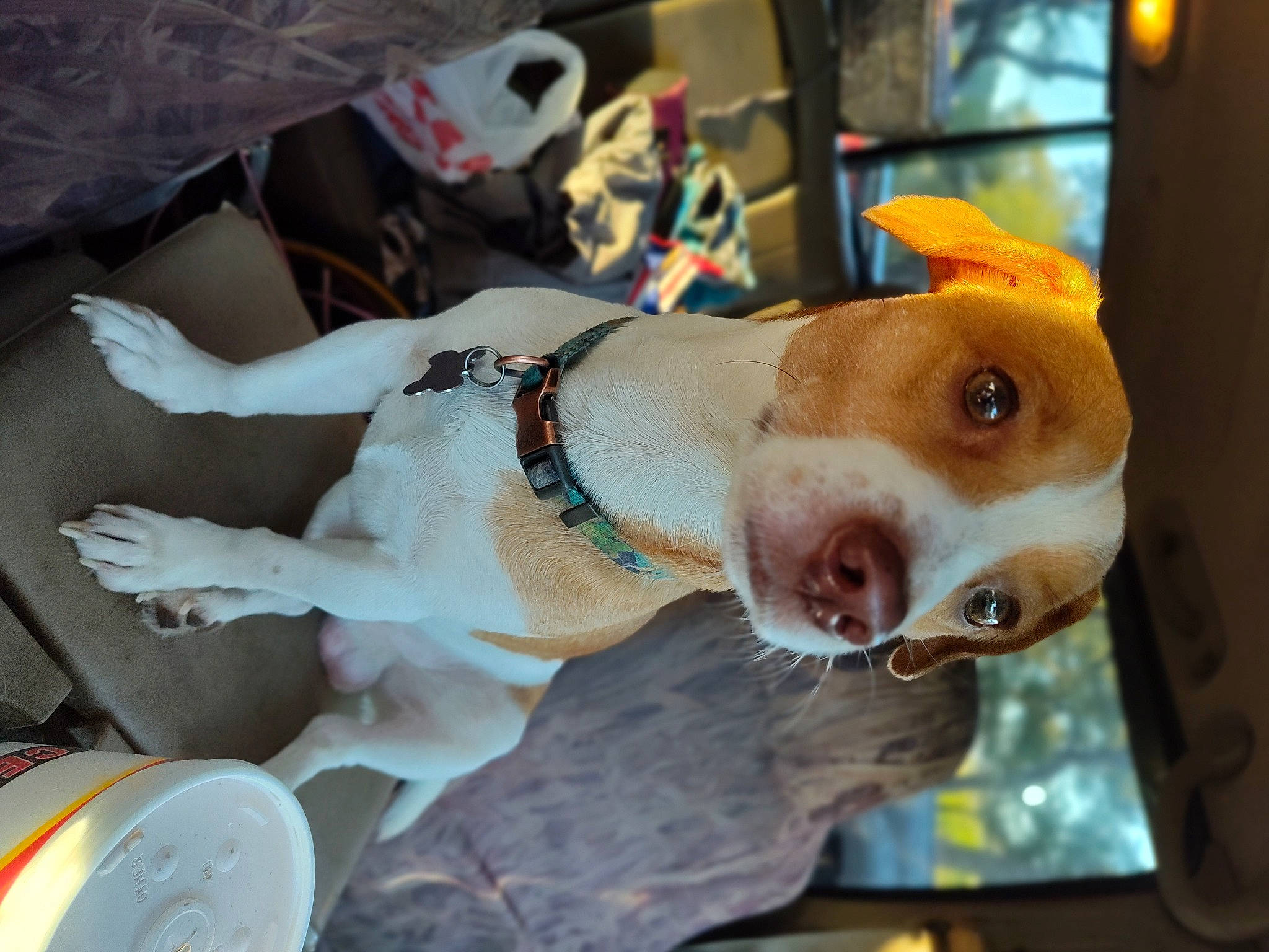 Rip Russell joined the competition — help win amazing prizes! carnivore, collar, companion_dog, dog, dog_breed, dog_clothes, dog_supply, ear, fawn, fur, jaw, leash, selfie, snout, sporting_group, sunglasses, vehicle, whiskers, window, working_animal