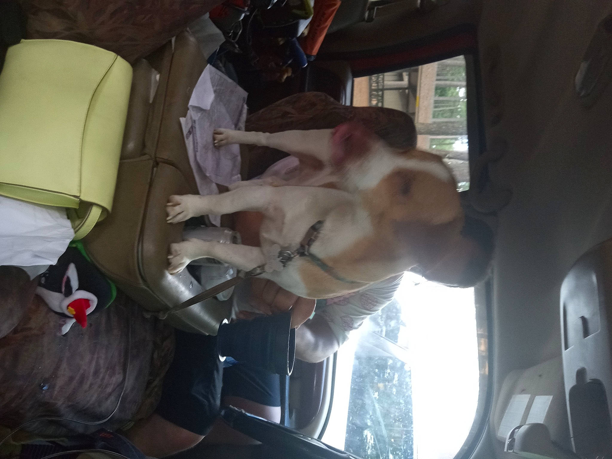 Rip Russell joined the competition — help win amazing prizes! auto_part, automotive_exterior, automotive_lighting, automotive_window_part, car_seat, door, event, fawn, food, glass, horse, motor_vehicle, sporting_group, transport, vehicle, vehicle_door, window, windshield, working_animal