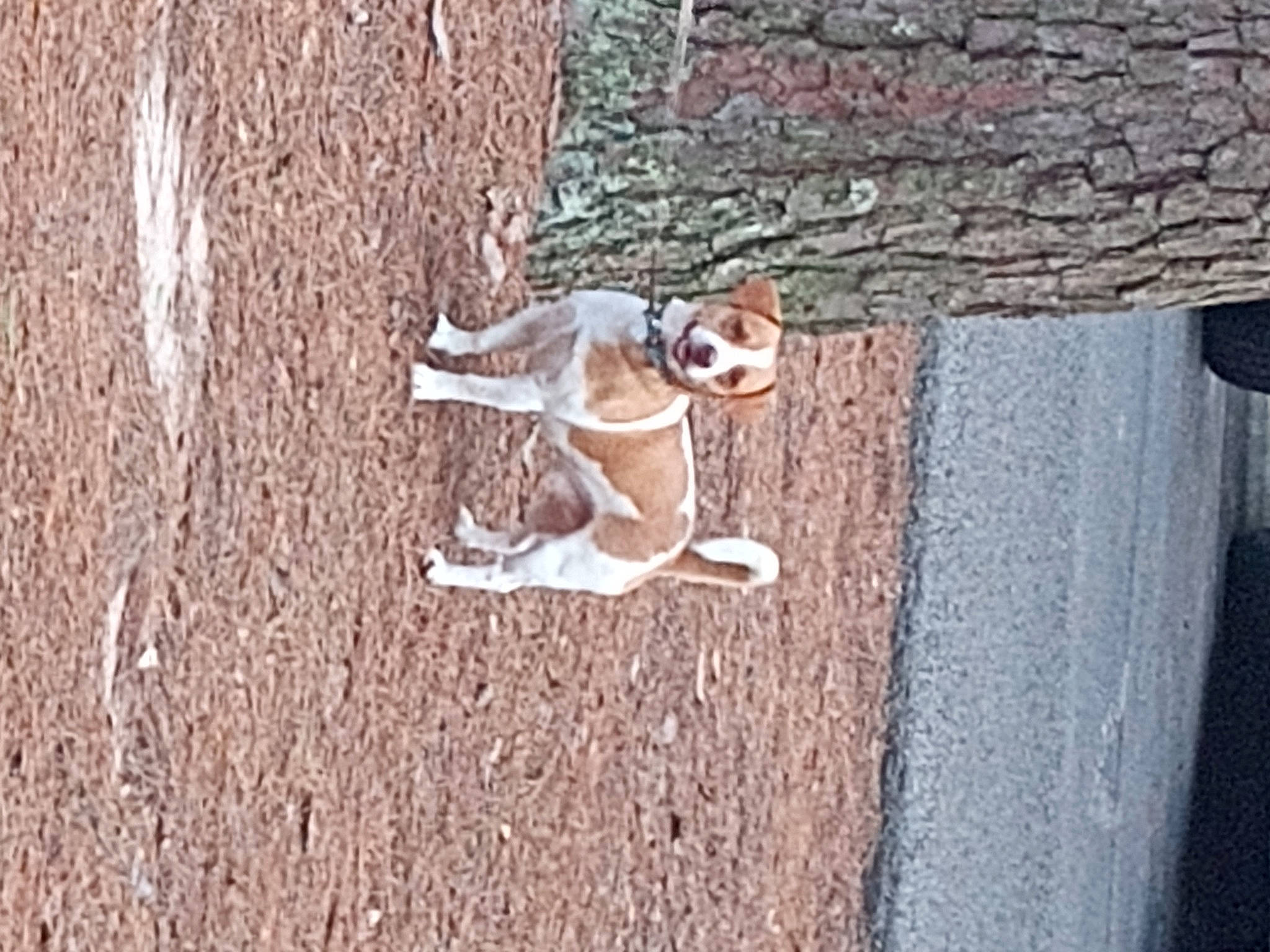 Rip Russell is registered to the contest to win money with this photo: canidae, carnivore, collar, companion_dog, dog, dog_breed, dog_supply, eyewear, fawn, grey, leash, pet_supply, recreation, shadow, snout, soil, sporting_group, tail, trunk, wood