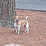 Rip is registered to the contest to win money with this photo: alert, animal, background, brown_and_white, canine, collar, curious, daytime, dog, fur, ground, nature, outdoor, pet, pine_needles, road, small_dog, standing, tail, tree