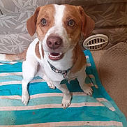 Rip joined the competition — help win amazing prizes! brown_and_white, canine, collar, couch, curious, dog, eyes, floor, floor_vent, fur, happy, indoor, mouth, nose, pet, sitting, smiling, striped, tag, towel