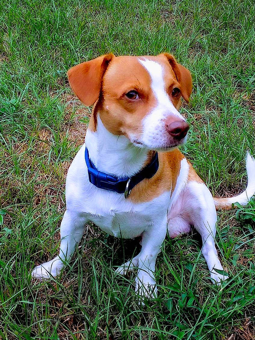 Rip Yellowstone Russell