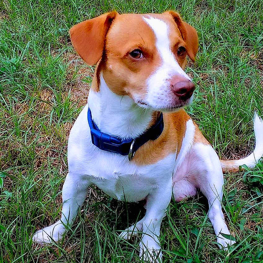 Rip Yellowstone Russell