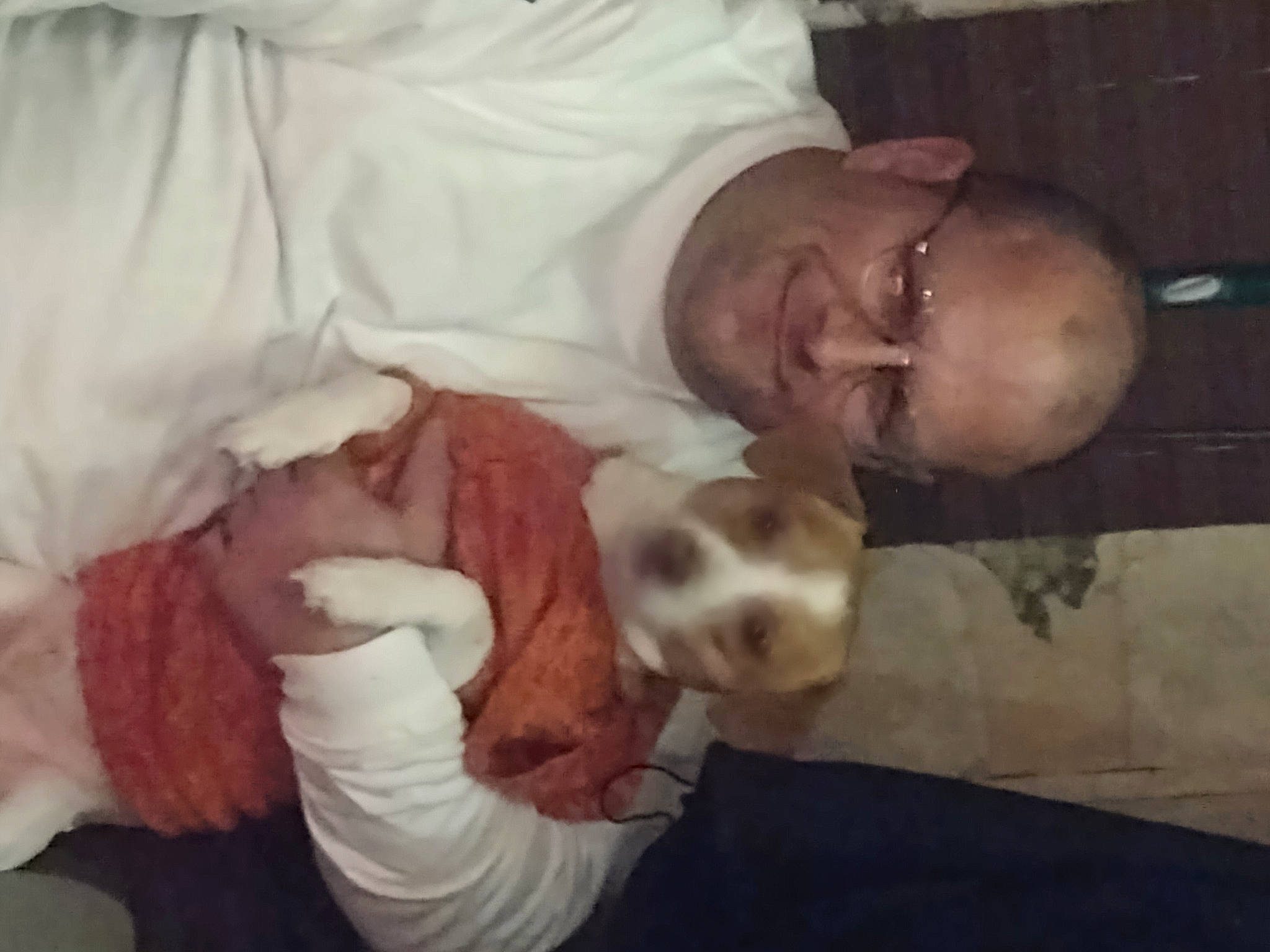 Rip Yellowstone Russell is registered to the contest to win money with this photo: bed, bedtime, canidae, carnivore, child, comfort, companion_dog, dog, dog_breed, ear, fawn, fur, linens, nap, paw, puppy_love, sleep, sporting_group, working_animal, wrinkle