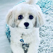 Bodie is registered to the contest to win money with this photo: dog, white_dog, fluffy, pet, indoor, carpet, floor, cute, animal, fur, collar, leash, looking, small_dog, curious, adorable, tail, lying_down, domestic_animal, companion