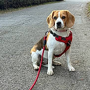 Daisy a rejoint le concours — aidez-le/la à gagner de superbes lots ! beagle, dog, pet, red_harness, red_leash, leash, sitting, pavement, road, outdoors, hedge, trees, attentive, floppy_ears, collar, tricolor_coat, portrait, paws, walking, suburban