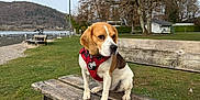 Daisy a rejoint le concours — aidez-le/la à gagner de superbes lots ! beagle, dog, bench, wooden_bench, red_harness, collar_tag, grass, lake, waterfront, gravel, tree, bare_tree, mountains, sky, park, outdoors, pet, sitting, portrait, calm