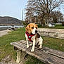 beagle, dog, bench, wooden_bench, red_harness, collar_tag, grass, lake, waterfront, gravel, tree, bare_tree, mountains, sky, park, outdoors, pet, sitting, portrait, calm