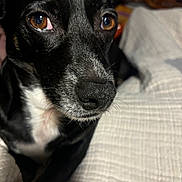Blackjack is registered to the contest to win money with this photo: dog, black_dog, white_fur, close_up, pet, animal, indoor, blanket, resting, brown_eyes, fur, snout, whiskers, portrait, cute, companion, domestic_animal, close_range, texture, soft_light