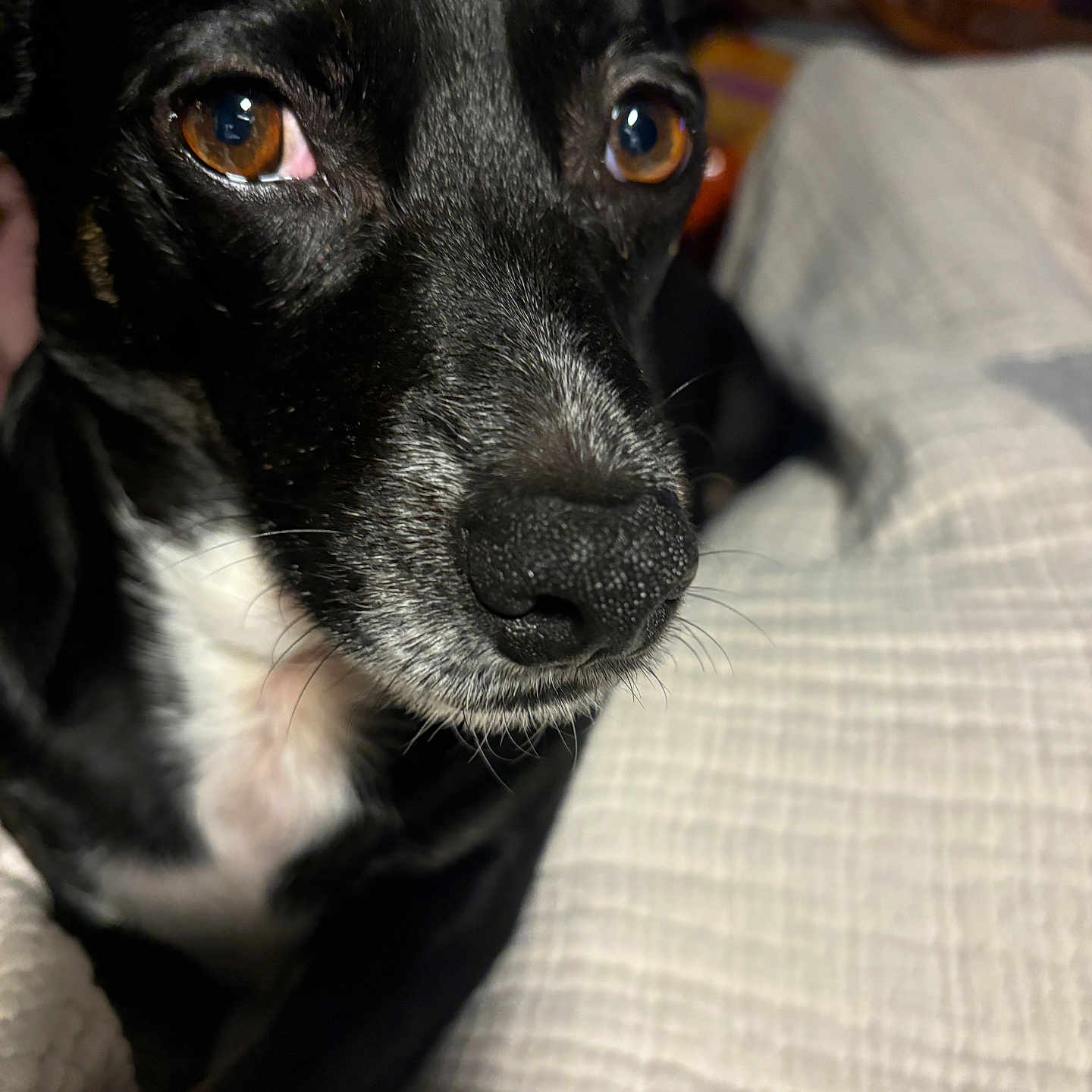 Blackjack is registered to the contest to win money with this photo: animal, black_dog, blanket, brown_eyes, close_range, close_up, companion, cute, dog, domestic_animal, fur, indoor, pet, portrait, resting, snout, soft_light, texture, whiskers, white_fur