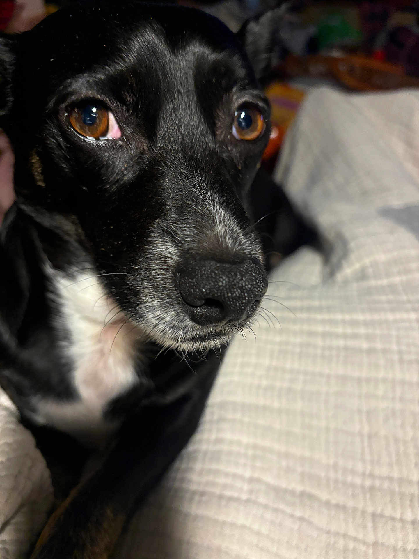Blackjack is registered to the contest to win money with this photo: dog, black_dog, white_fur, close_up, pet, animal, indoor, blanket, resting, brown_eyes, fur, snout, whiskers, portrait, cute, companion, domestic_animal, close_range, texture, soft_light