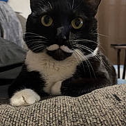 Lucy joined the competition — help win amazing prizes! cat, tuxedo_cat, black_and_white, pet, animal, feline, portrait, close_up, yellow_eyes, whiskers, ears, white_paws, sitting, couch, indoor, home, curtains, cozy, photography, alert