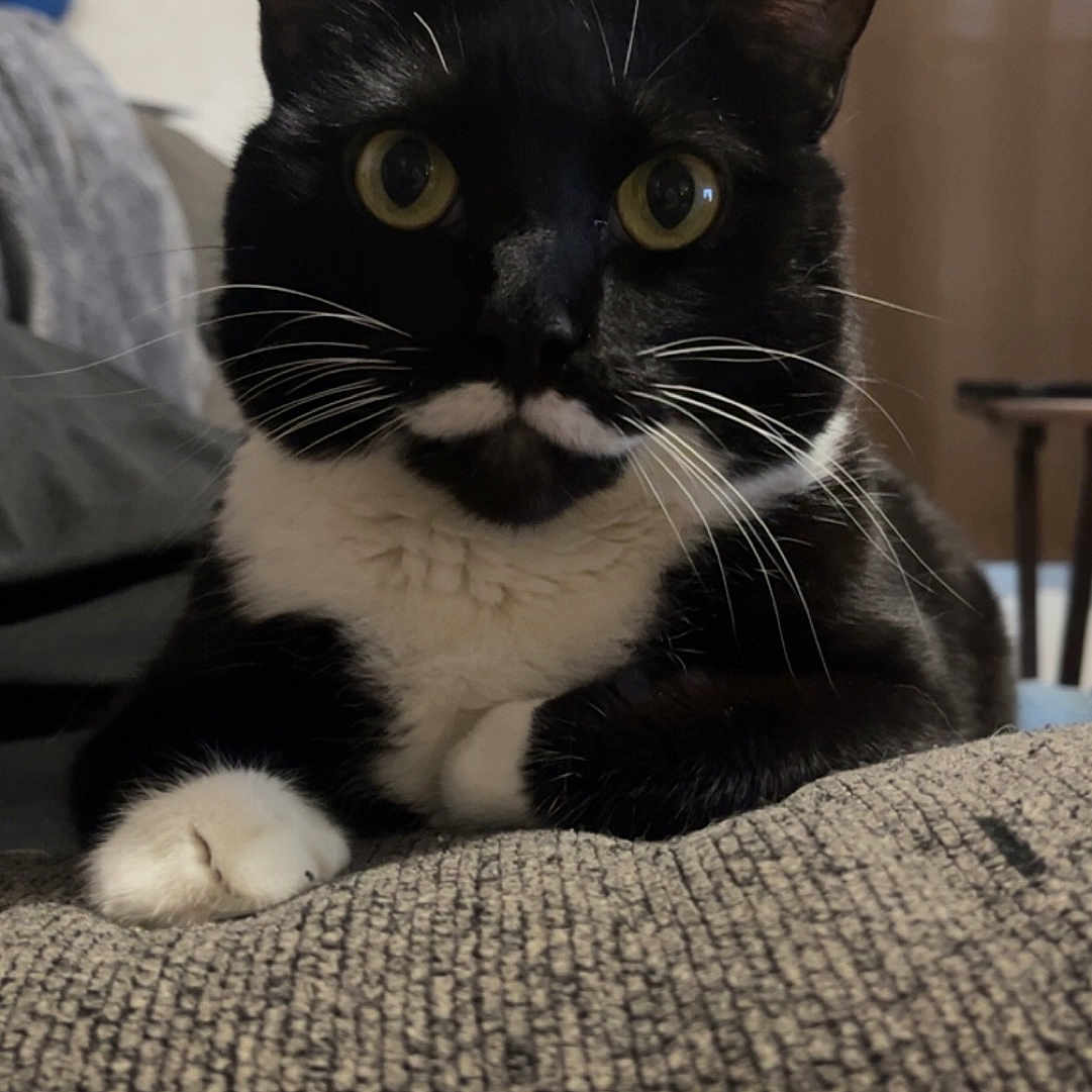 Lucy joined the competition — help win amazing prizes! cat, tuxedo_cat, black_and_white, pet, animal, feline, portrait, close_up, yellow_eyes, whiskers, ears, white_paws, sitting, couch, indoor, home, curtains, cozy, photography, alert