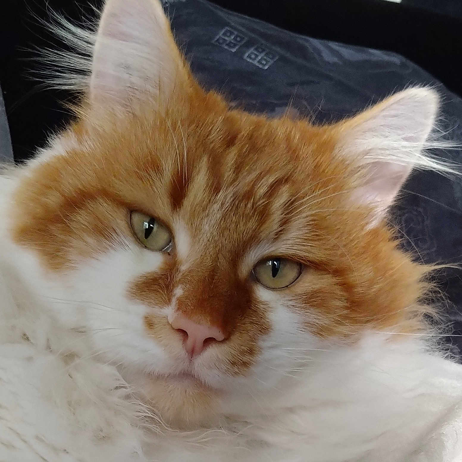 Léo a rejoint le concours — aidez-le/la à gagner de superbes lots ! animal, cat, close_up, cushion, cute, domestic_cat, ears, face, feline, fluffy, furry, green_eyes, indoor, orange_fur, pet, portrait, relaxed, soft, whiskers, white_fur