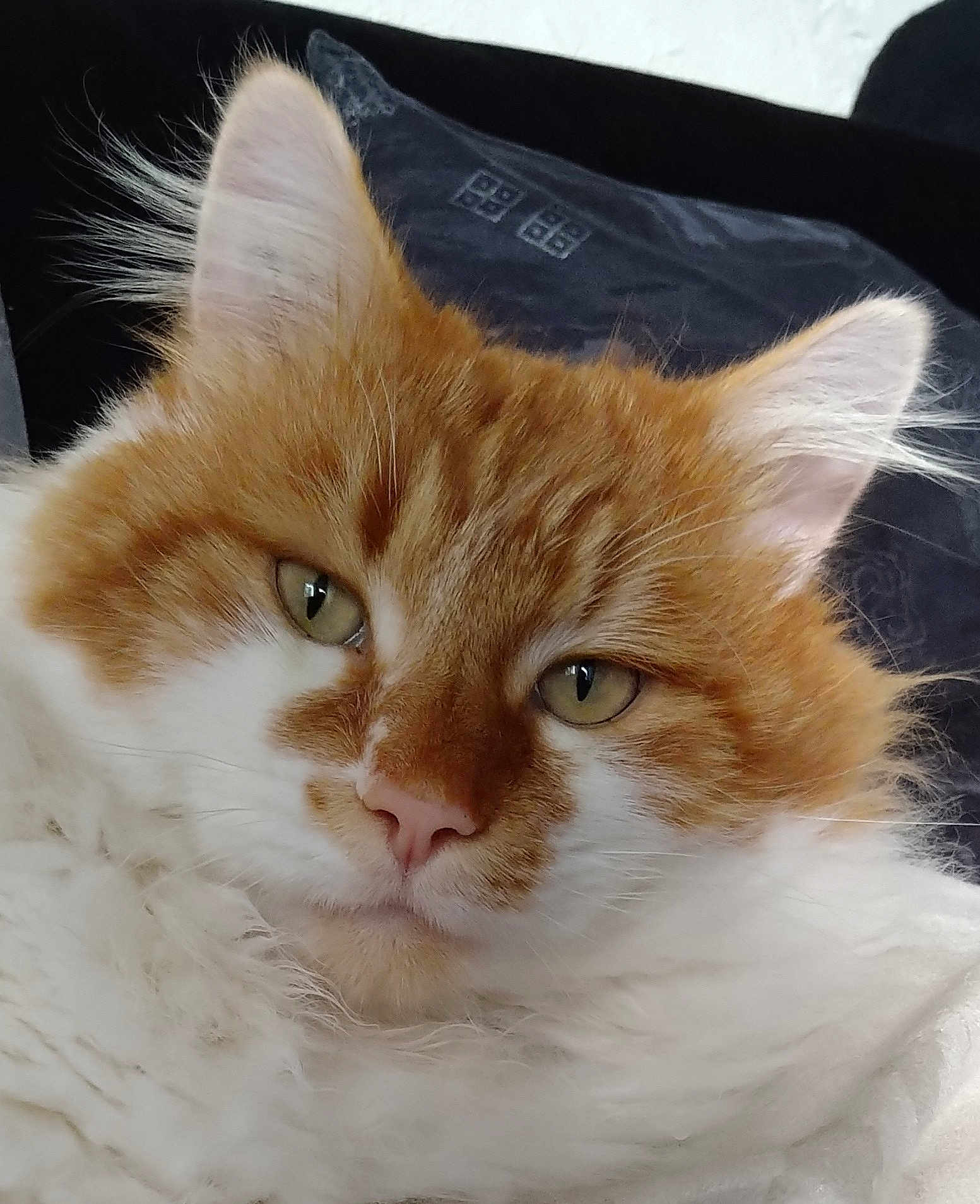 Léo