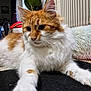 Léo participe au concours pour gagner de l'argent avec cette photo : cat, orange_cat, white_cat, fluffy, indoor, pet, animal, relaxed, stretching, paws, fur, home, rug, plant, cozy, feline, curious, close_up, domestic_cat, mammal
