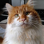 Léo a rejoint le concours — aidez-le/la à gagner de superbes lots ! cat, orange_cat, white_cat, fluffy, indoor, pet, animal, feline, curious, sitting, whiskers, ears, eyes, fur, floor, table, bottle, home, living_room, closeup