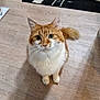 Léo a rejoint le concours — aidez-le/la à gagner de superbes lots ! cat, orange_cat, white_cat, fluffy, pet, indoor, floor, curious, looking_up, whiskers, tail, ears, animal, mammal, domestic, cute, feline, home, furniture, rug