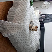 Gribouille participe au concours pour gagner de l'argent avec cette photo : art, automotive_design, bedding, chair, comfort, couch, craft, creative_arts, floor, flooring, hardwood, human_leg, linens, pattern, rectangle, room, textile, throw_pillow, wood, wool