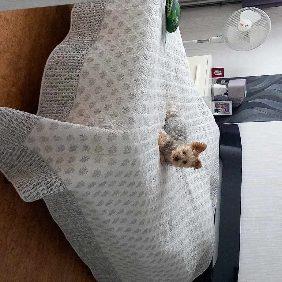 Gribouille participe au concours pour gagner de l'argent avec cette photo : art, automotive_design, bedding, chair, comfort, couch, craft, creative_arts, floor, flooring, hardwood, human_leg, linens, pattern, rectangle, room, textile, throw_pillow, wood, wool