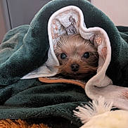 Chloe is registered to the contest to win money with this photo: animal, blanket, brown_fur, closeup, comfort, cozy, cute, cute_eyes, dog, fur, home, indoors, pet, relaxation, resting, small_dog, snuggled, soft, warm, wrapped