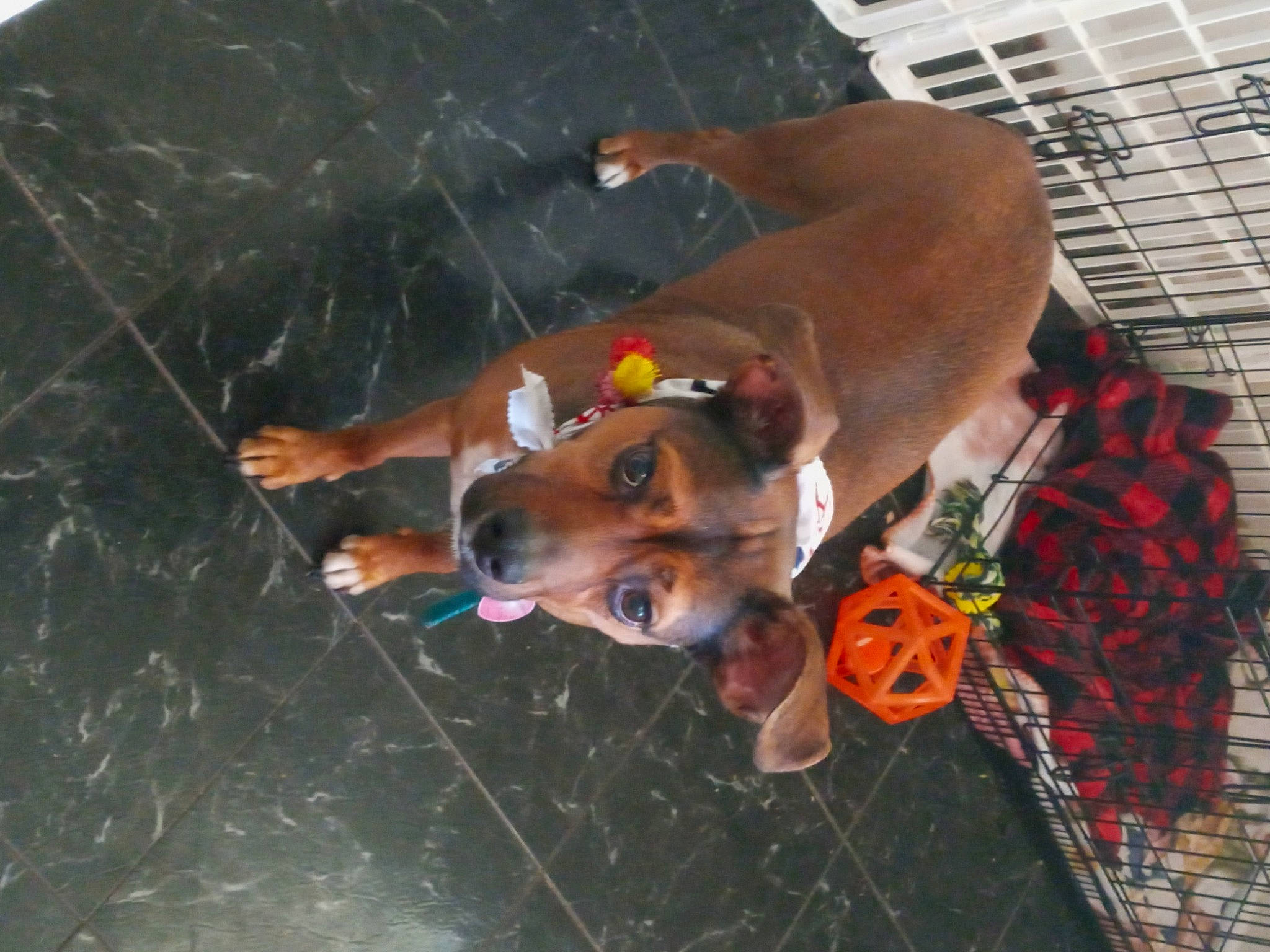 Ares is registered to the contest to win money with this photo: adventure, canidae, carnivore, collar, companion_dog, dog, dog_breed, dog_clothes, dog_collar, dog_supply, fashion_accessory, fawn, fun, leash, non_sporting_group, organism, pattern, pet_supply, working_animal, working_dog