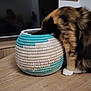 Maya participe au concours pour gagner de l'argent avec cette photo : animal, basket, board, calico_cat, cat, colorful, curious, domestic, exploration, furniture, furry, home, indoor, investigation, patterned, pet, tabletop, television, wooden_table, woven_basket