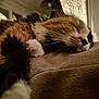 animal, blanket, calm, cat, close_up, cozy, cute, domestic, feline, fluffy, fur, indoor, paw, pet, quiet, relaxation, resting, sleeping, soft, whiskers