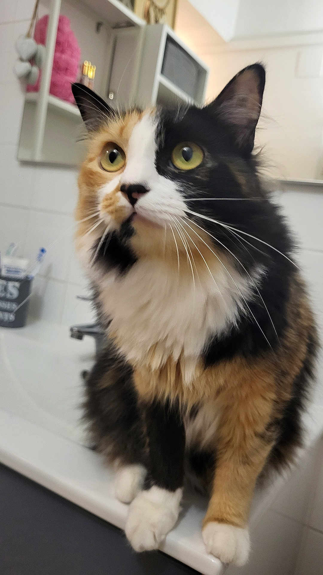 Maya