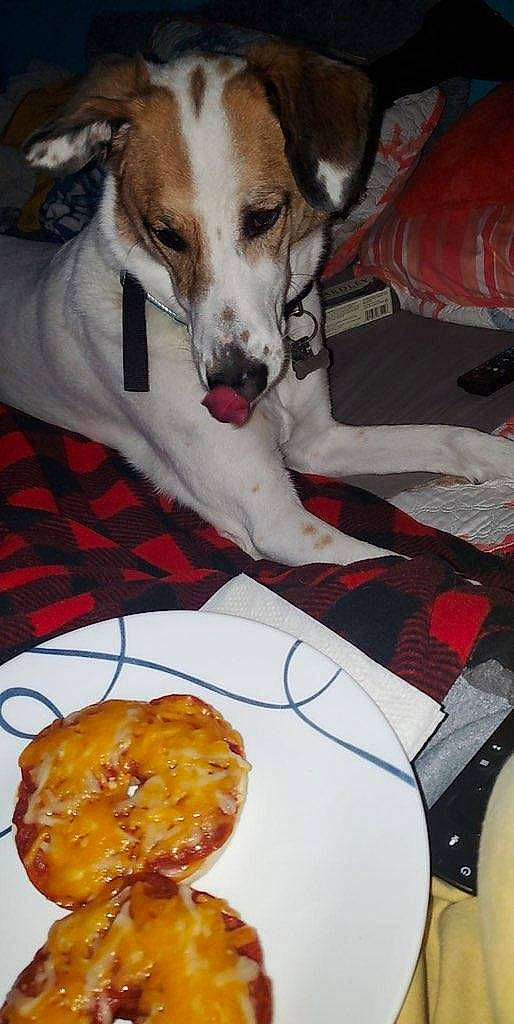 Vinnie joined the competition — help win amazing prizes! carnivore, comfort, comfort_food, companion_dog, dessert, dog, dog_breed, dog_supply, event, finger_food, food, ingredient, junk_food, linens, plate, produce, recipe, tableware, tartan, whiskers