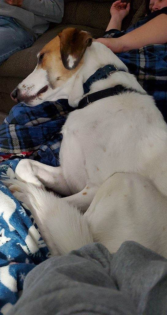 Vinnie is registered to the contest to win money with this photo: canidae, carnivore, collar, comfort, companion_dog, dog, dog_breed, dog_collar, dog_supply, fur, linens, non_sporting_group, pet_supply, plaid, sporting_group, tartan, working_animal