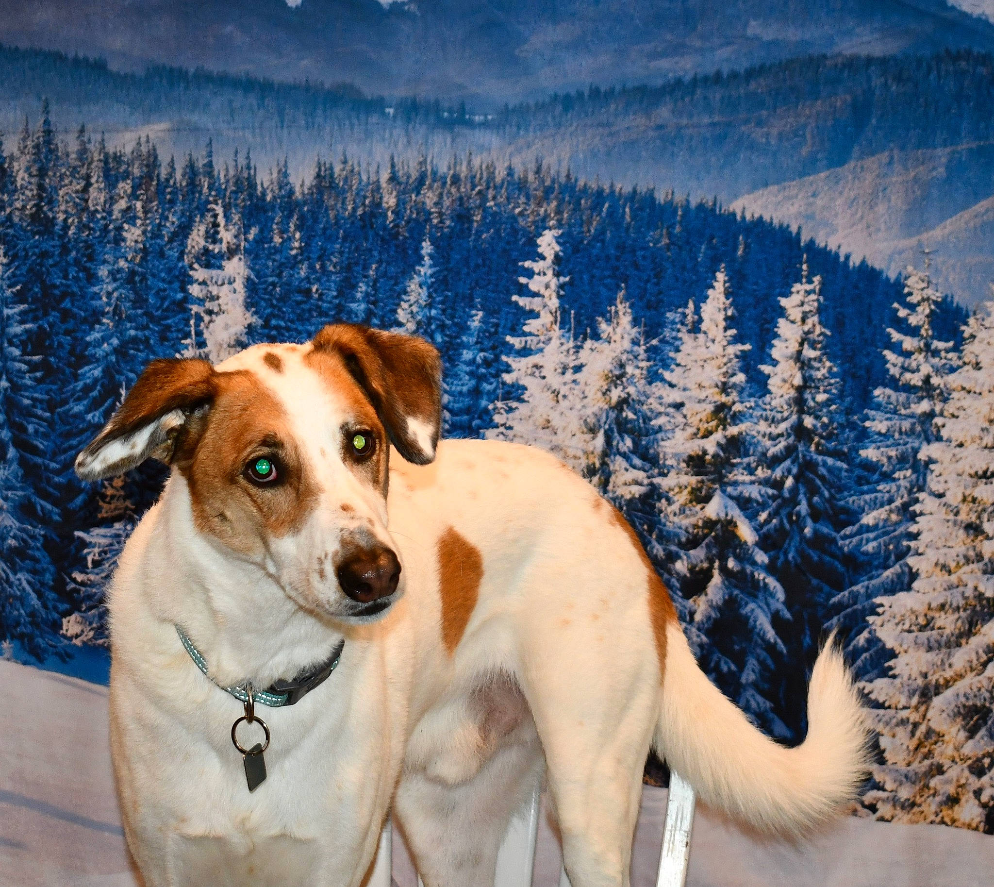Vinnie joined the competition — help win amazing prizes! canidae, carnivore, collar, companion_dog, dog, dog_breed, dog_collar, fawn, freezing, fur, mountain_range, slope, snout, snow, sporting_group, tree, water, whiskers, winter, working_animal