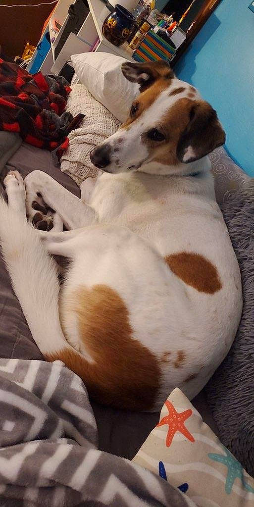 Vinnie is registered to the contest to win money with this photo: ancient_dog_breeds, canidae, carmine, carnivore, collar, comfort, companion_dog, cone, dog, dog_breed, fawn, fur, non_sporting_group, sighthound, sporting_group, tableware, terrestrial_animal, whiskers, working_animal