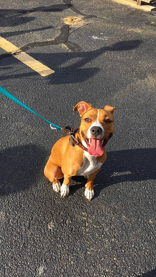 Lola joined the competition — help win amazing prizes! adventure, american_pit_bull_terrier, american_staffordshire_terrier, asphalt, canidae, carnivore, companion_dog, dog, dog_breed, dog_walking, fawn, leash, mammal, non_sporting_group, nose, olde_english_bulldogge, snout, sporting_group, staffordshire_bull_terrier, vertebrate
