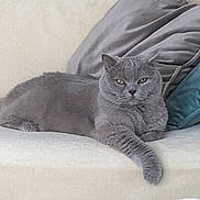 Alice participe au concours pour gagner de l'argent avec cette photo : cat, grey_cat, feline, pet, indoor, sofa, couch, pillows, relaxed, lounging, animal, fur, whiskers, ears, yellow_eyes, home, cozy, resting, domestic_cat, comfortable