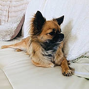 Ninette participe au concours pour gagner de l'argent avec cette photo : dog, small_dog, fluffy, brown_coat, black_markings, couch, blanket, pillow, indoor, pet, relaxed, side_view, fur, animal, domestic_animal, resting, cozy, comfortable, living_room, canine