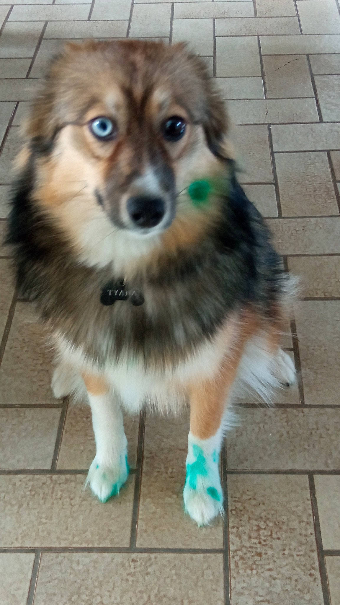 Tyana a rejoint le concours — aidez-le/la à gagner de superbes lots ! ancient_dog_breeds, canidae, carnivore, companion_dog, dog, dog_breed, dog_supply, fawn, flooring, fur, pet_supply, puppy, snout, sporting_group, tail, terrestrial_animal, toy_dog, whiskers, working_animal, working_dog