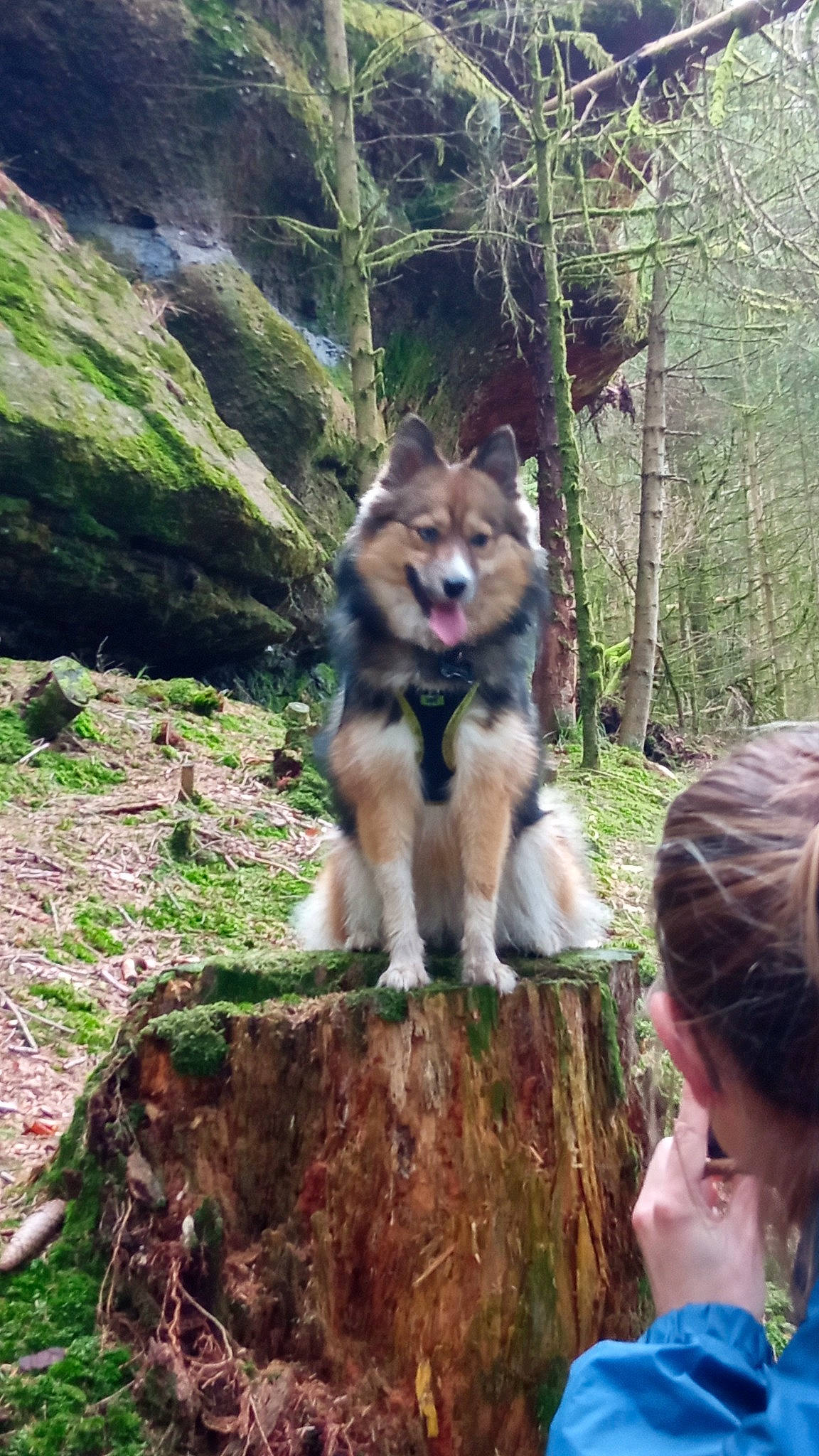 Tyana participe au concours pour gagner de l'argent avec cette photo : canidae, canis, carnivore, dog, dog_breed, dog_hiking, fawn, forest, fur, grass, king_shepherd, plant, recreation, sporting_group, tree, wilderness, wildlife, wolf, wood, working_dog