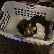 Lulu is registered to the contest to win money with this photo: cat, laundry_basket, clothing, tabby_cat, indoor, curious, pet, feline, cozy, looking_up, household, floor, carpet, white_basket, black_clothing, white_clothing, fur, domestic_animal, resting, cute