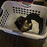 cat, laundry_basket, clothing, tabby_cat, indoor, curious, pet, feline, cozy, looking_up, household, floor, carpet, white_basket, black_clothing, white_clothing, fur, domestic_animal, resting, cute