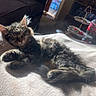 Lulu is registered to the contest to win money with this photo: kitten, cat, sleeping, sunlight, blanket, cozy, indoor, tabby, fur, pet, living_room, couch, door, water_bottle, table, decor, peaceful, relaxing, animal, nap