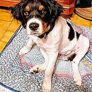 Asterix a rejoint le concours — aidez-le/la à gagner de superbes lots ! dog, puppy, black_and_white, sitting, quilt, indoor, wooden_furniture, floor, curious, pet, animal, collar, cute, looking_at_camera, cozy, tile_floor, fur, ears, paw, home