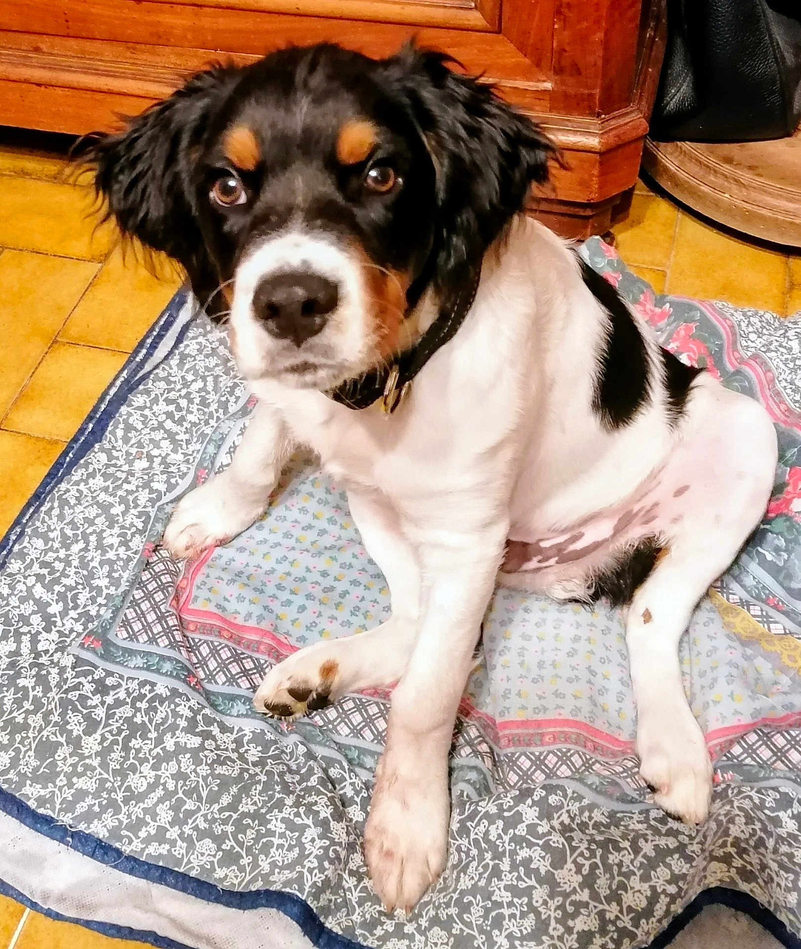 Asterix a rejoint le concours — aidez-le/la à gagner de superbes lots ! dog, puppy, black_and_white, sitting, quilt, indoor, wooden_furniture, floor, curious, pet, animal, collar, cute, looking_at_camera, cozy, tile_floor, fur, ears, paw, home