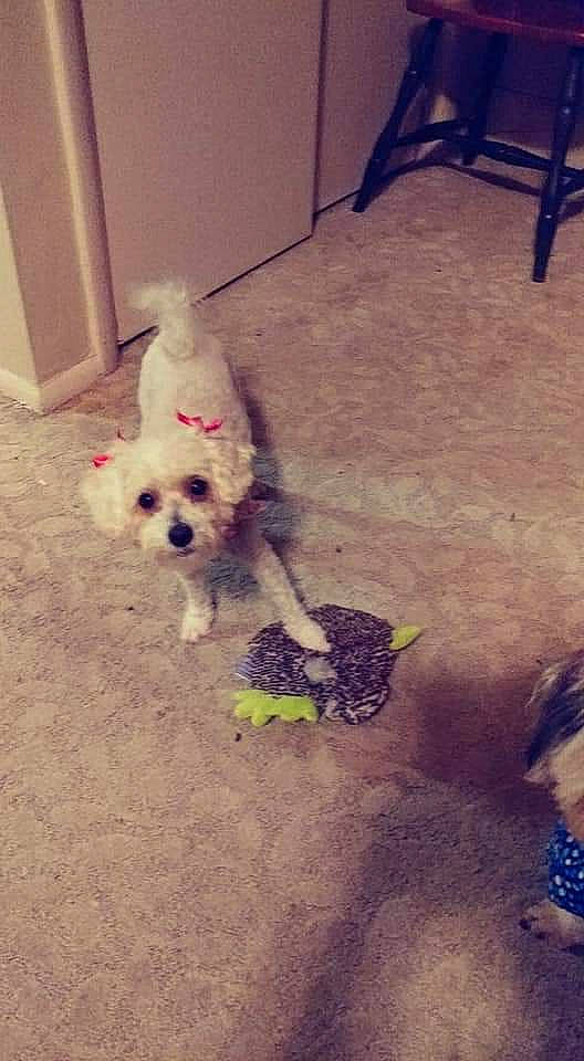 Molli is registered to the contest to win money with this photo: canidae, carnivore, chair, cloud, companion_dog, dog, dog_breed, dog_clothes, dog_supply, floor, flooring, labradoodle, poodle, puppy_love, small_terrier, sporting_group, tail, terrier, toy, toy_dog