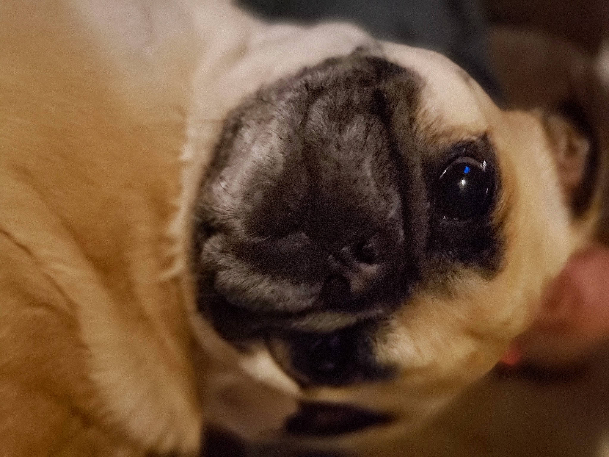 Poppi joined the competition — help win amazing prizes! canidae, carnivore, companion_dog, dog, dog_breed, ear, eye, fawn, fur, macro_photography, pug, puppy, snout, sporting_group, terrestrial_animal, toy_dog, whiskers, wildlife, working_animal, wrinkle