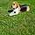Snoopy
