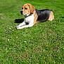 dog, beagle, grass, outdoor, pet, animal, nature, greenery, sunlight, lying_down, collar, canine, mammal, fur, ears, portrait, field, relaxing, summer, daytime